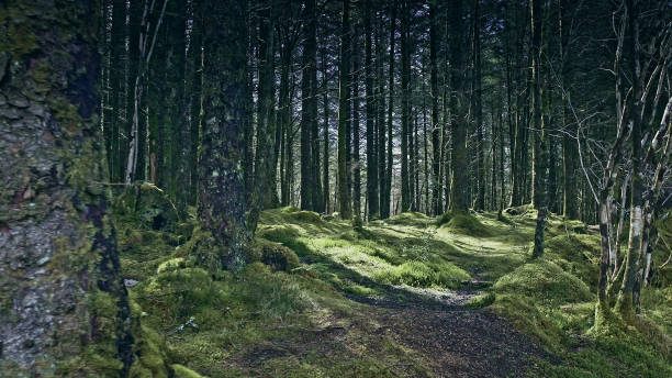 istock Green hills covered with grass and trees. Beauty in nature 1152573609