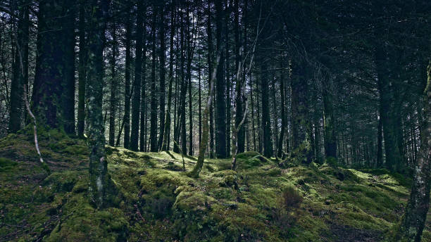 istock Green hills covered with grass and trees. Beauty in nature 1152573651