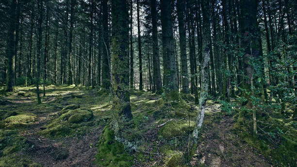 istock Green hills covered with grass and trees. Beauty in nature 1152573697