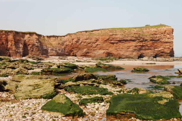 istock Seaweed Covered Rocks and Red Sandstone Cliff 1152574651