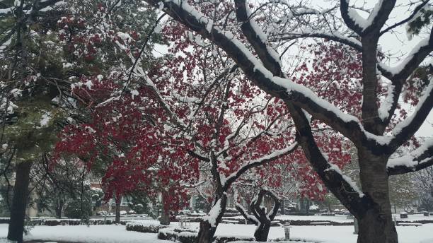 istock snow on ground and tree branches in winter snowfall season 1152574790