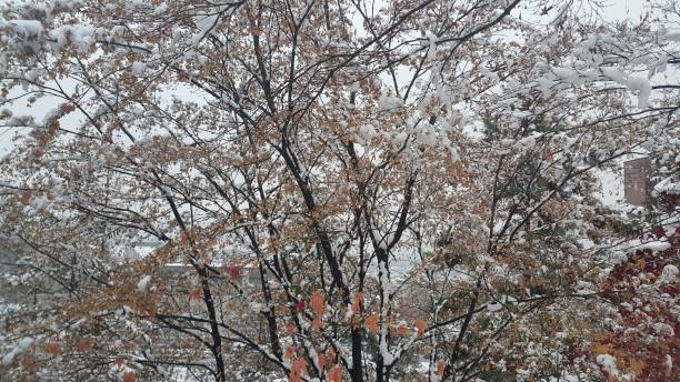 istock snow on ground and tree branches in winter snowfall season 1152574829