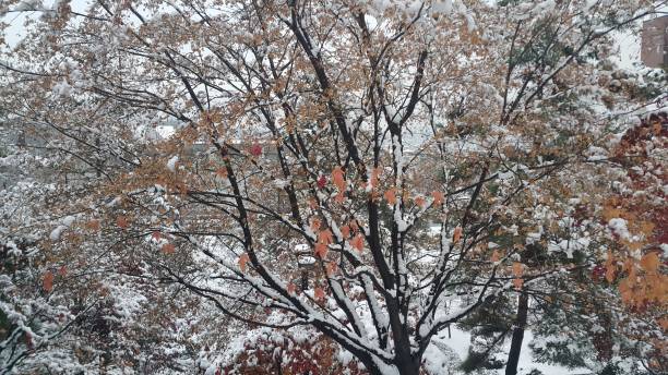 istock snow on ground and tree branches in winter snowfall season 1152574848