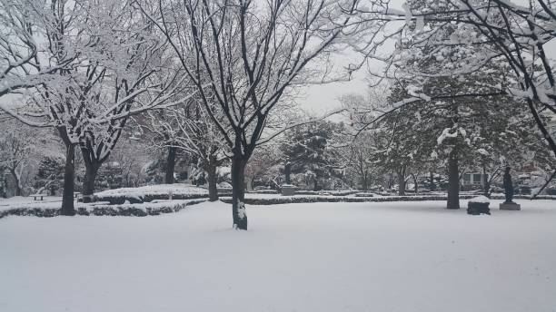 istock snow on ground and tree branches in winter snowfall season 1152575609