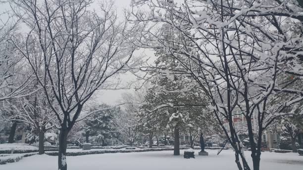 istock snow on ground and tree branches in winter snowfall season 1152575694