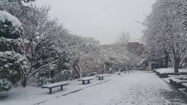 istock snow on ground and tree branches in winter snowfall season 1152575846