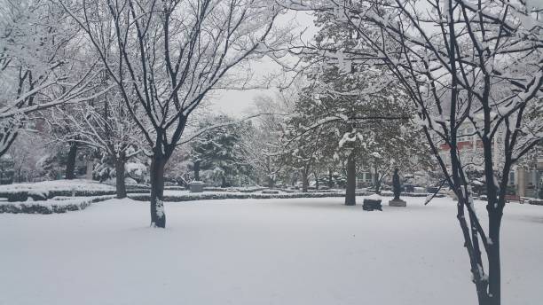 istock snow on ground and tree branches in winter snowfall season 1152575975