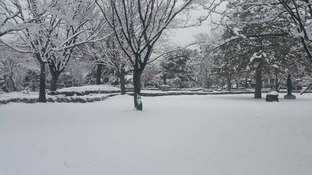 istock snow on ground and tree branches in winter snowfall season 1152575976
