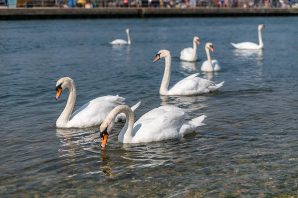 A group of swans on water