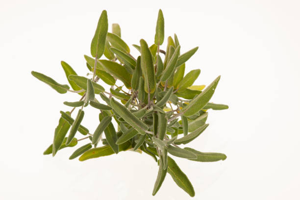 istock Green sage leaves  osolated over white background 1152577439