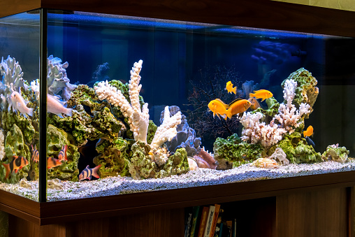 Freshwater aquarium with cichlids in style - pseudo-sea. Aquascape and aquadesign of aquarium