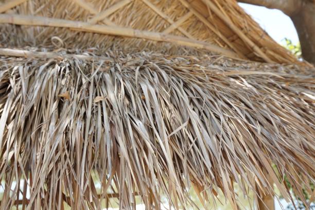 istock dry Nypa fruticans leaves roof 1152581229