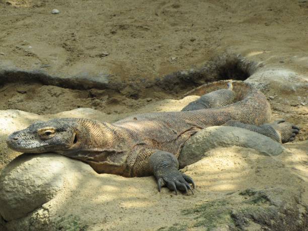istock Animals from various zoos in the world. 1152581406