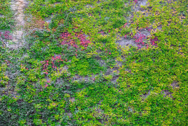 istock Ivy leaves on the wall. Beautiful nature. 1152581468
