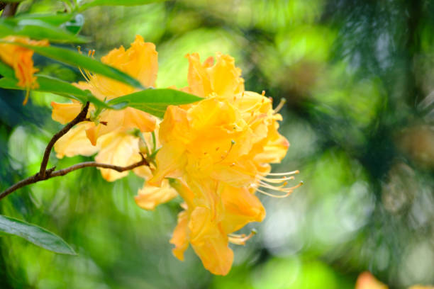 and leaves close-up on a blurred background