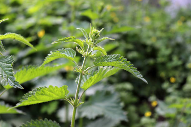 urtica dioica, wspólne lub kłujące pokrzywy tle. świeże zielone pokrzywy na wiosnę, medycyna alternatywna, zdrowe zioła. wiele gatunków ma kłujące włosy . - stinging nettle herb herbal medicine leaf zdjęcia i obrazy z banku zdjęć