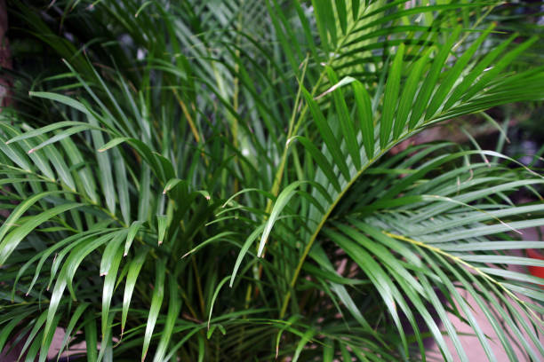 areca backgrounds areca backgrounds areca palm tree stock pictures, royalty-free photos & images