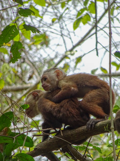istock Monkey in Tayrona Park, Colombia 1152591857