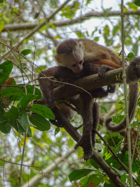 istock Monkey in Tayrona Park, Colombia 1152591879