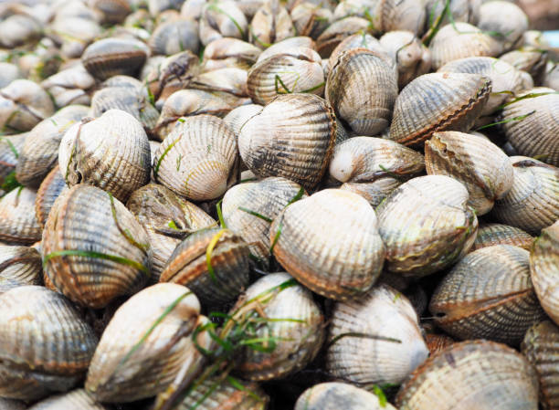 istock Cockle seafood 1152592691