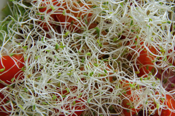 istock fresh healthy salad with micro greens and tomato cherry, macro, close up 1152594122