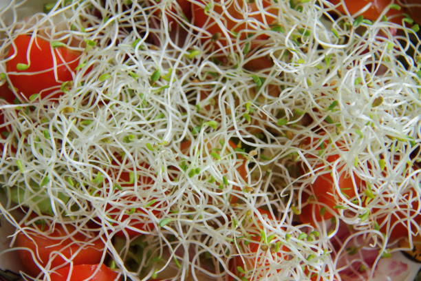 istock fresh healthy salad with micro greens and tomato cherry, macro, close up 1152594151