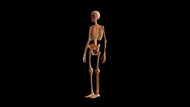 Bone Skeletal System Anatomical Model 3 Quarter Front Left View Bone Skeletal System Anatomical Model 3 Quarter Front Left View 3d illustration 3d render flayed stock pictures, royalty-free photos & images