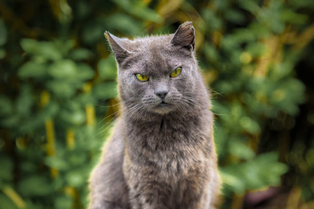 istock Beautiful street homeless cat 1152594391