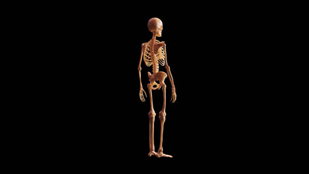 Bone Skeletal System Anatomical Model 3 Quarter Rear Right View Bone Skeletal System Anatomical Model 3 Quarter Rear Right View 3d illustration 3d render flayed stock pictures, royalty-free photos & images