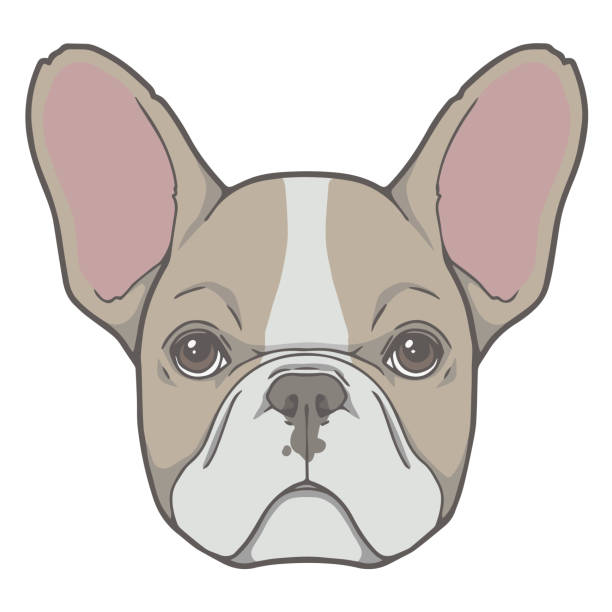 42 Drawing Of A French Bulldog Muzzle Illustrations & Clip Art - iStock