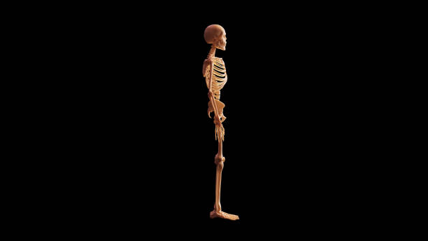 Bone Skeletal System Anatomical Model Right View Bone Skeletal System Anatomical Model Right View 3d illustration 3d render flayed stock pictures, royalty-free photos & images