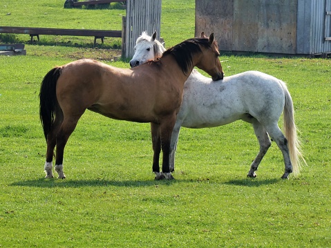 Two Horses Standing and Scratching Each Other's Back With Their Noses