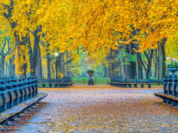 istock Central Park Mall late autumn 1152595679