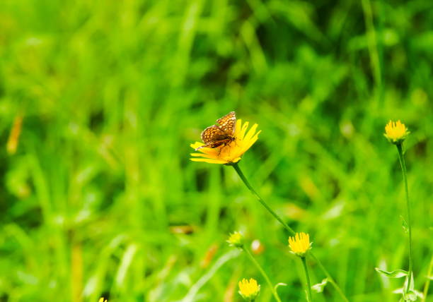 Butterfly Sitting on Yellow Flower´s Blossom