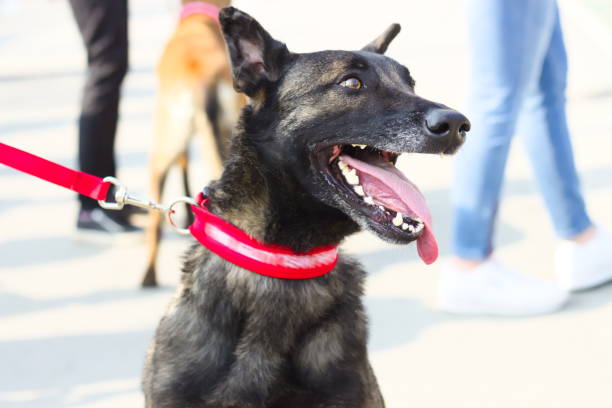 istock Portrait of Belgian Shepherd Dog 1152596425