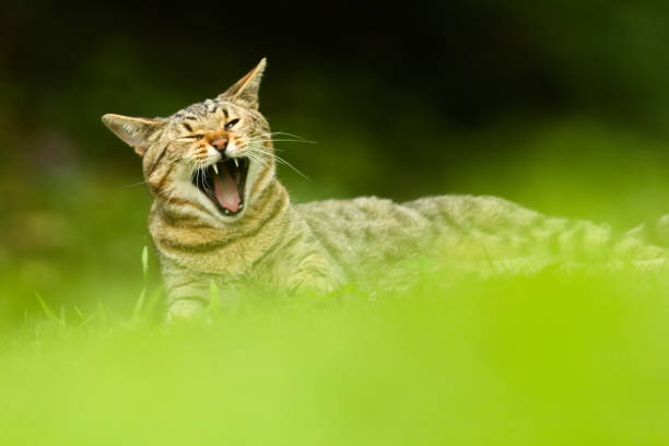 Cute Tabby Domestic Cat Resting Outdoors on Meadow