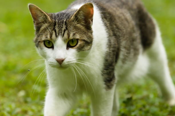 istock Calm and Relaxed White and Grey Tabby Domestic Cat 1152596450