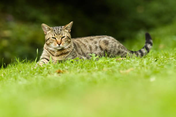 istock Cute Tabby Domestic Cat Resting Outdoors on Meadow 1152596487