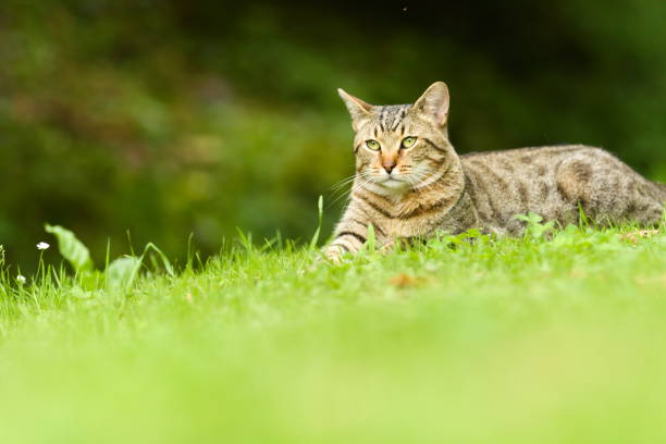 istock Cute Tabby Domestic Cat Resting Outdoors on Meadow 1152596488