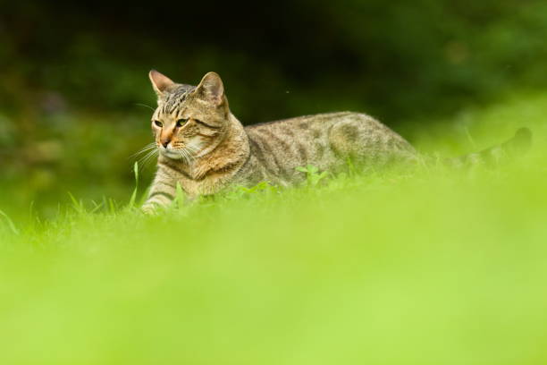 istock Cute Tabby Domestic Cat Resting Outdoors on Meadow 1152596495