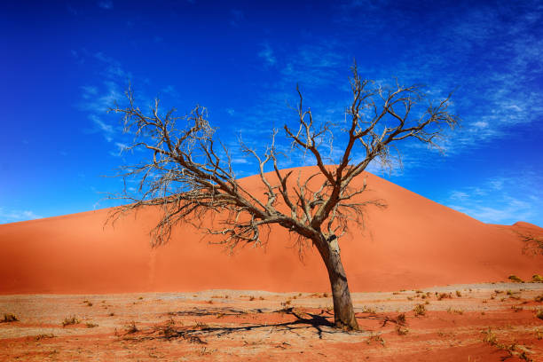 istock Landscape at Sossusvlei (Namibia) 1152596666