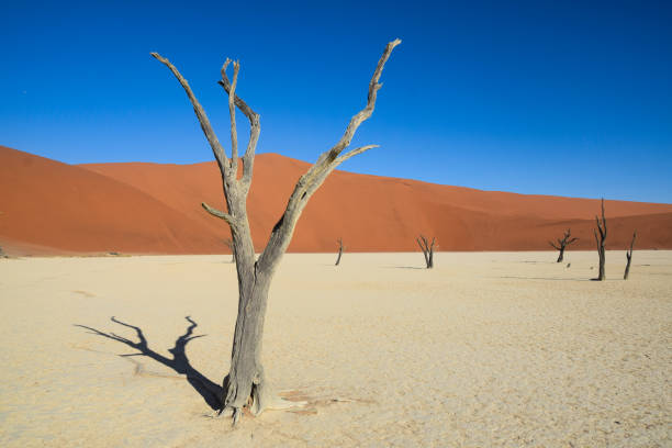 istock Trees at Dead Vlei in the namib desert 1152596841