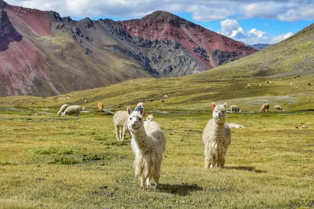 Photo of Alpacas near Vinicunca mountain (Peru)