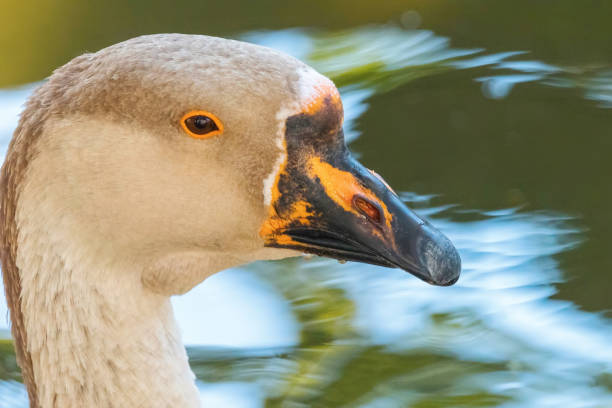 Portrait of Chinese goose Close Up Portrait of Chinese goose Close Up chinese goose stock pictures, royalty-free photos & images