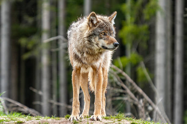 외로운 늑대는 주의 깊게 주위를 찾습니다. - canadian timber wolf 뉴스 사진 이미지