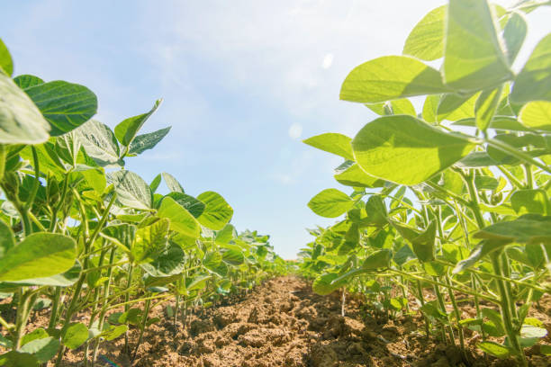 istock Young green soy plants with large leaves grow in the field. 1152598310