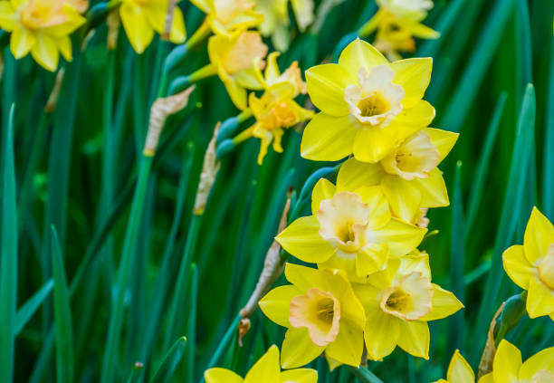 istock Clustered yellow daffodil flowers in bloom during spring season, nature background 1152598658