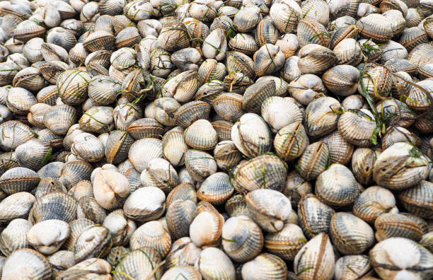 istock Cockle seafood 1152599026