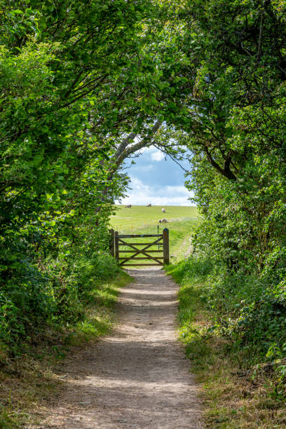 un sendero a lo largo de south downs way - south downs fotografías e imágenes de stock