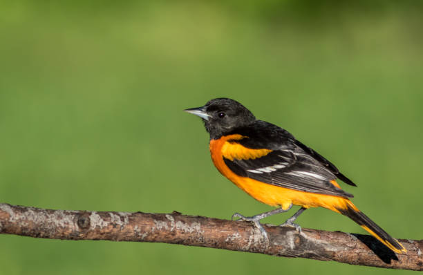 istock Baltimore Oriole perched on branch clean green background 1152600016